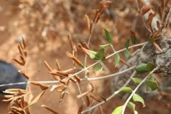 Baleares encarga a TRAGSA el control y la contención de la plaga de Xilella fastidiosa por 1,3 millones