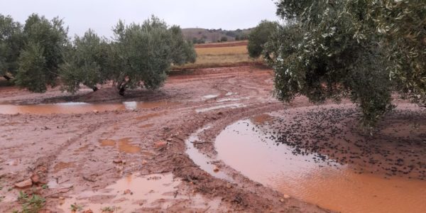 Las borrascas “Elsa” y “Fabián” hace estragos en plena campaña olivarera de Castilla-La Mancha