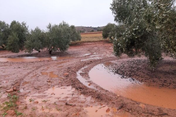 Las borrascas “Elsa” y “Fabián” hace estragos en plena campaña olivarera de Castilla-La Mancha