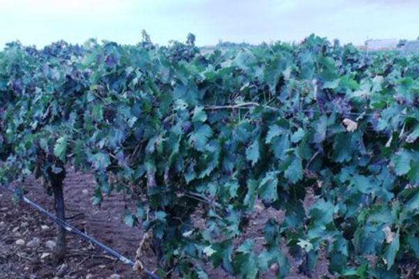 APAG Extremadura Asaja denuncia la pérdida de potencial vinícola que está sufriendo Extremadura y España
