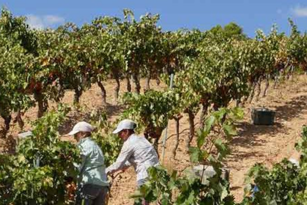 Andalucía elabora el Estatuto de las Mujeres Rurales y del Mar