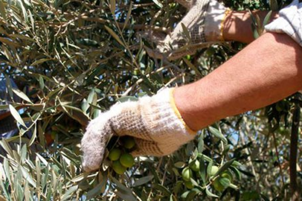 ASAJA, Comisiones Obreras y UGT de Jaén consideran que hay suficiente mano de obra para la recogida de aceituna