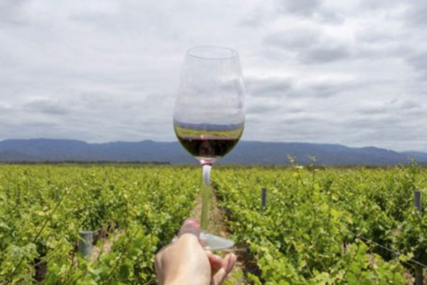 La cadena vitivinícola argentina recupera ventas y crece en el mercado externo