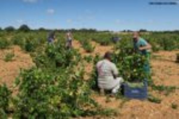 Castilla y León publica las ayudas a reestructuración y reconversión