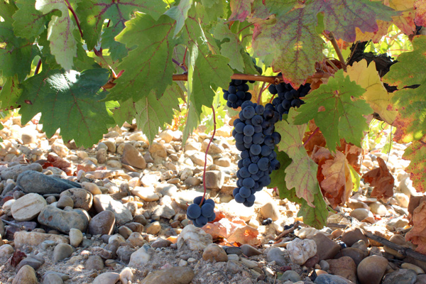 En la semana 20 el vino crece un 64,5% interanual y el aceite de oliva un 29,2%