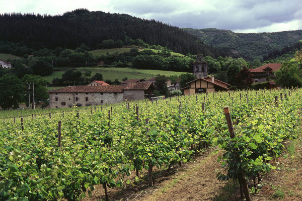 Cubiertos todos los cupos de destilación, almacenamiento y cosecha en verde para ayudar al sector del vino en la crisis de la COVID-19