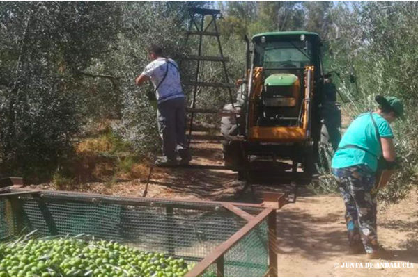 Andalucía consensua con el sector agrario la normativa frente al Covid-19 en las recolecciones