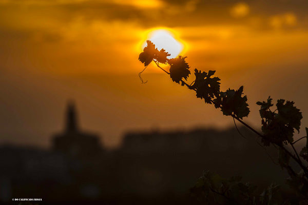 Rioja cuenta ya con un total de 189 hectáreas de viñedos singulares