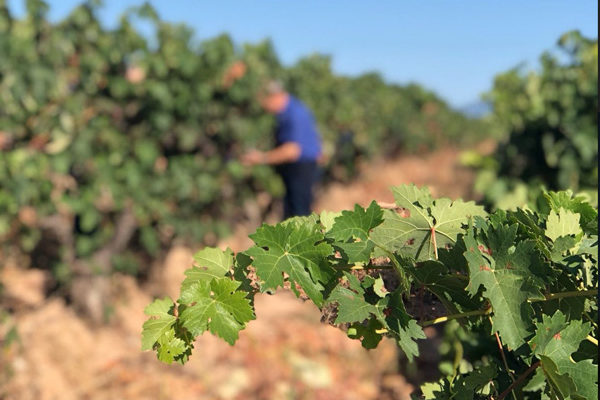 Comienza la vendimia en La Rioja