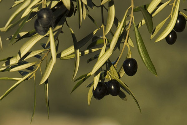 Andalucía destina 3,7 millones a la promoción de productos agroalimentarios con calidad diferenciada