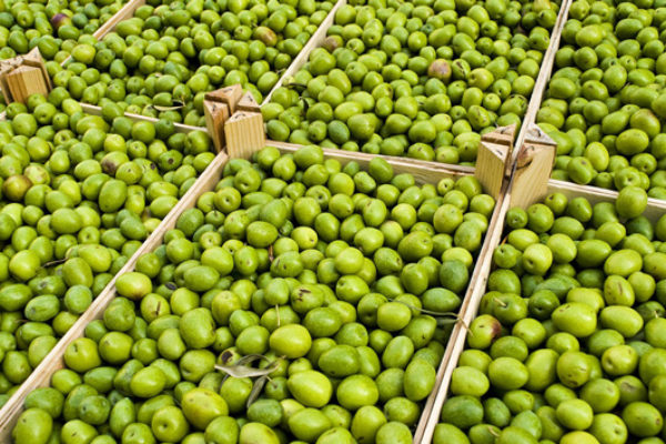 Andalucía concede 32,6 millones en ayudas a 87 industrias oleícolas y de aceituna de mesa
