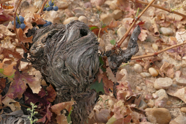 Más protección frente al Covid-19 en Ribera del Duero