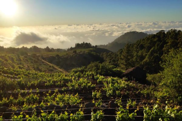 Los vinos canarios triunfan en Italia