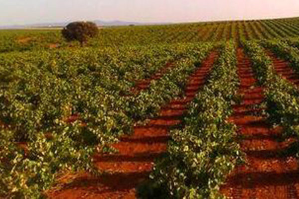 En Castilla-La Mancha los precios de la uva han caído de media un 30% respecto al año pasado, denuncia Asaja