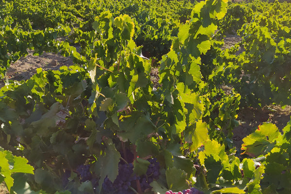La D.O.P. Cebreros modifica su pliego de condiciones para mejorar la identificación y diferenciación de sus vinos
