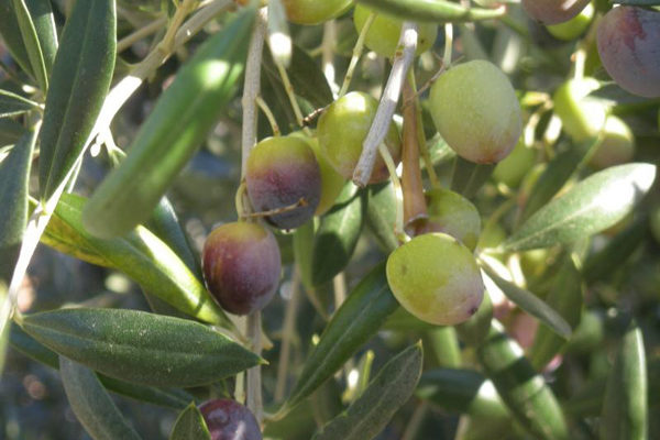 El aceite de oliva virgen enriquecido con antioxidantes del propio aceite mejora la principal función cardioprotectora de las HDL