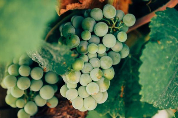 ASAJA Alicante exige que se cumpla la ley que prohíbe la venta a pérdidas en el sector del vino