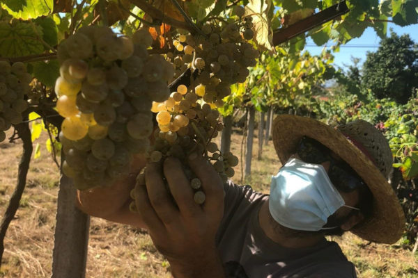 Se inicia la vendimia en la D.O. Rías Baixas