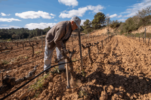 Cataluña convoca 4 millones de euros en ayudas para compensar las pérdidas de las explotaciones vitivinícolas afectadas por el mildiu