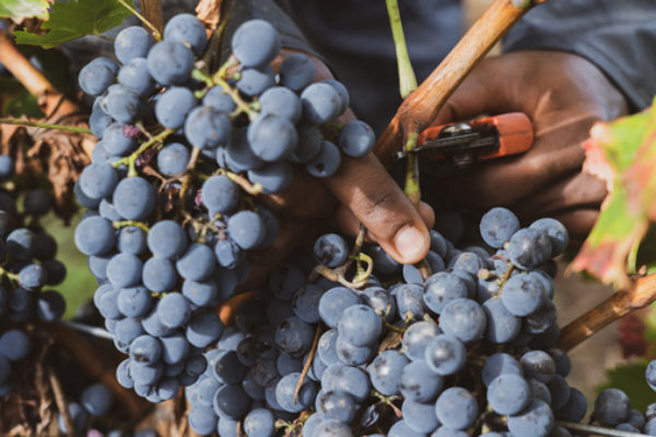 La D.O. Ribeira Sacra supera los 5 millones de kilos de uva recogidos