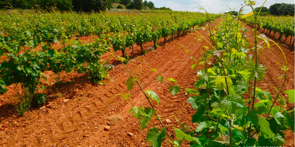 OIVE presenta primera fase del “Estudio de costes de producción de uva para la elaboración de vino en España”