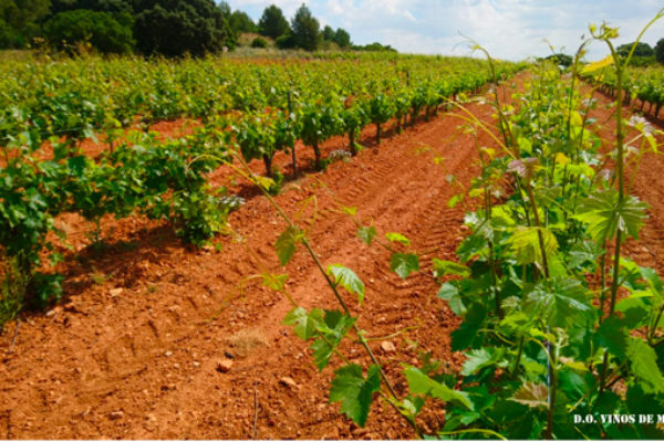 OIVE presenta primera fase del “Estudio de costes de producción de uva para la elaboración de vino en España”