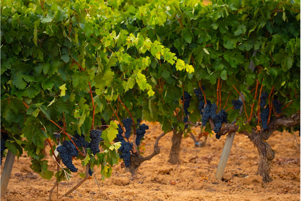 Se agiliza en la Denominación de Origen Ribera del Duero una vendimia marcada por la lluvia