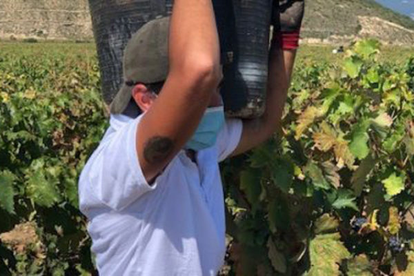 La Vendimia se generaliza en Rioja