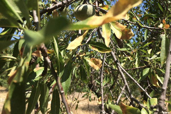 Baleares destina 210.000 euros a combatir los vectores transmisores de Xylella fastidiosa