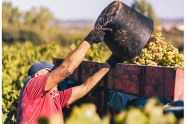 Buena calidad y escasa producción, marcan la vendimia de la D.O. Cava