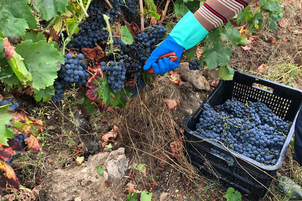 Vendimia 2020, menor producción y calidad en la uva muy buena