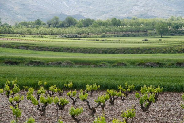 El Gobierno de La Rioja celebra el acuerdo de la nueva PAC por apoyar la sostenibilidad, rentabilidad y competitividad del campo riojano