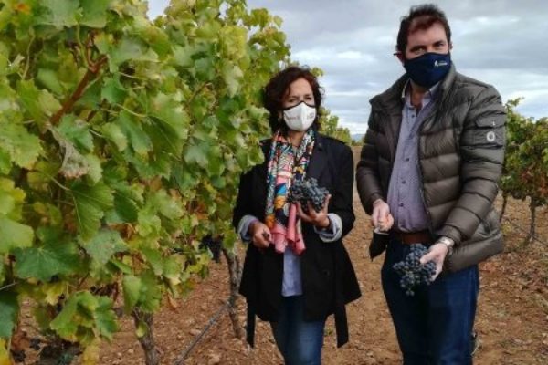 Fin de la vendimia en Navarra con un total de 74 millones de kilos de uva