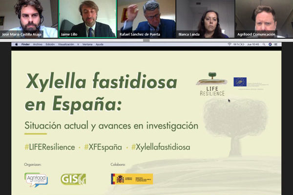 El presente y el futuro de Xylella fastidiosa en España a debate en el nuevo webinar del proyecto LIFE Resilience