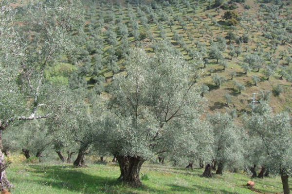 La Consejería de Cultura  de Andalucía anuncia la candidatura a Patrimonio Mundial del Paisaje del Olivar andaluz
