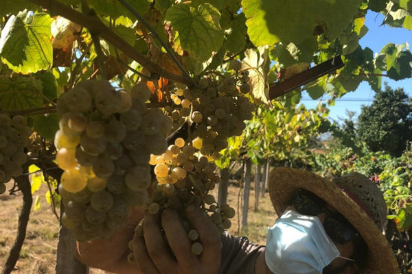 La vendimia 2020 en la D.O. Rías Baixas concluyó con cerca de 34,5 millones de kilos de uva recogidos