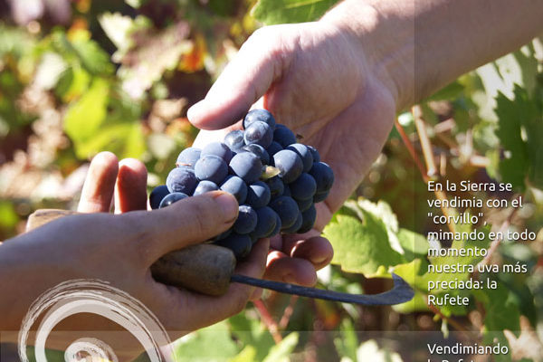 La D.O.P. Sierra de Salamanca modifica su pliego de condiciones para elaborar vinos a partir de la variedad Rufete Serrano Blanco