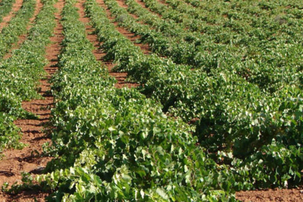 Aumentan las hectáreas inscritas en la D.O. Valdepeñas