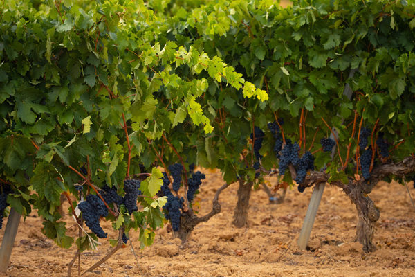 Ribera del Duero finaliza una vendimia compleja e histórica con más de 123 millones de kilos de uva