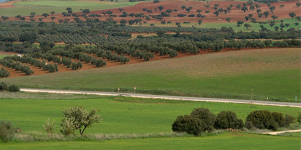 Nace ‘AgroGreen’, un proyecto internacional para mejorar la sostenibilidad de la agricultura