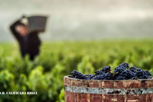 El Consejo Regulador de la D.O.Ca Rioja afronta 2021 con un presupuesto que rebasa los 15 millones de euros