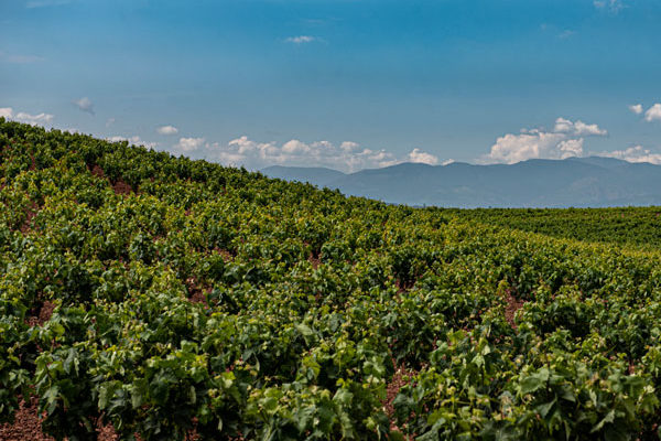 La superficie agraria ecológica crece un 12% en 2019 en La Rioja con el viñedo a la cabeza de hectáreas