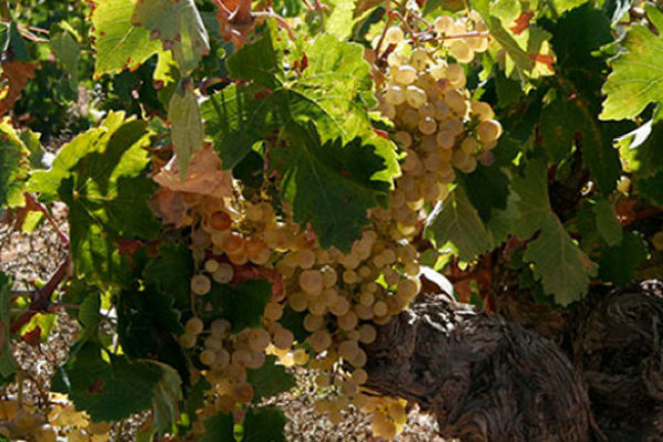 Las organizaciones agrarias llevan ante la AICA los incumplimientos de contrato de las bodegas con los productores