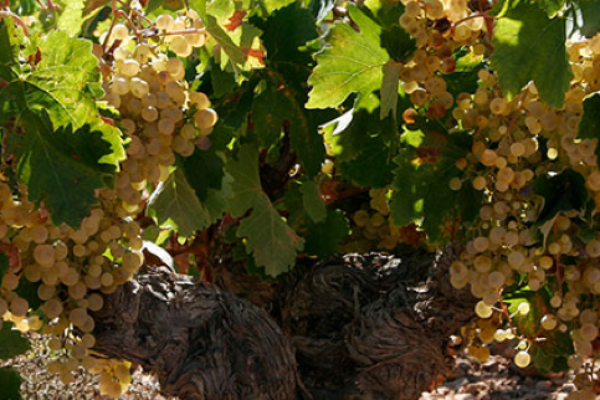 Asaja CLM pide la puesta en marcha de medidas extraordinarias de mercado para el vino de forma inminente