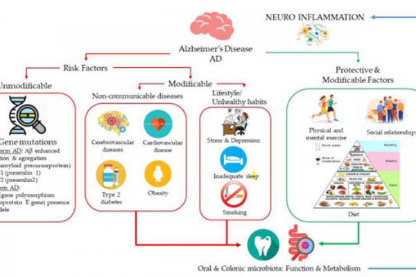 Publicada una revisión sobre el estudio de la relación entre el consumo de vino, la dieta y la modulación del microbioma oral e intestinal en la enfermedad de Alzheimer