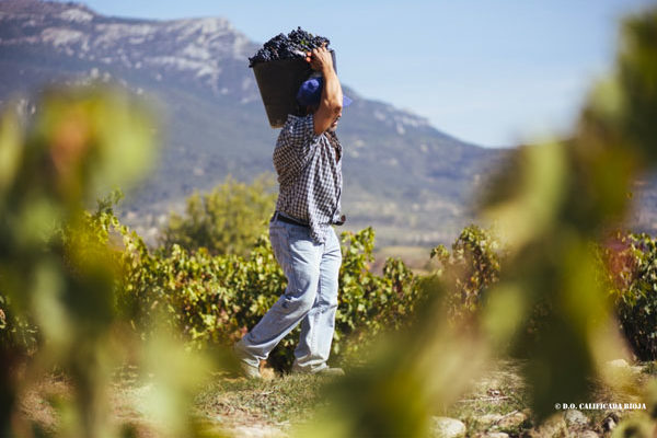 El Gobierno de La Rioja convoca ocho líneas de ayudas del Programa de Desarrollo Rural por valor de 12 millones de euros