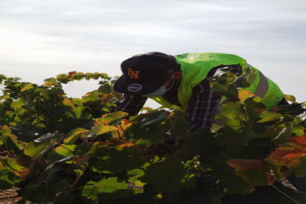 La D.O.P. Jumilla bate records en cuanto a la calidad de la uva y augura una excelente añada 2020