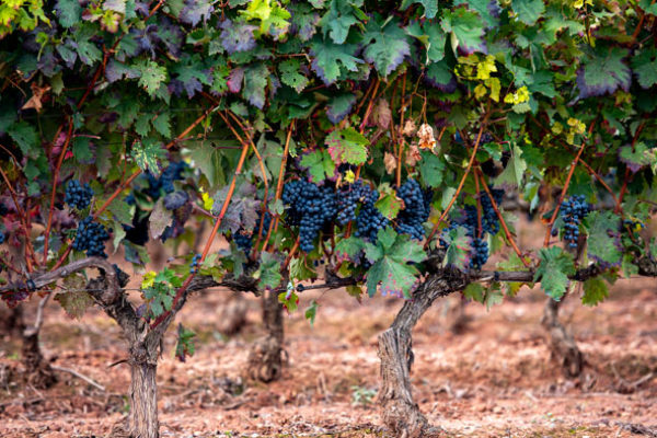 Rioja confirma que la media de pagos por la cosecha de uva en 2020 fue inferior a los costes de producción