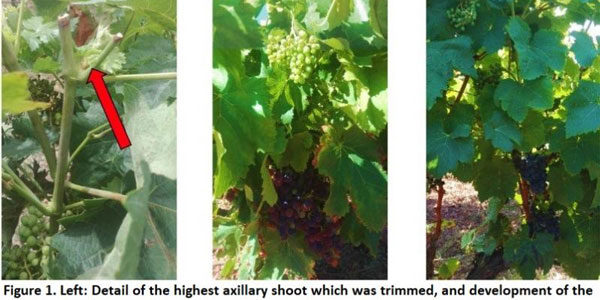 El calentamiento global permite producir dos cosechas de uva al año en la viticultura mediterránea