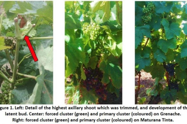 El calentamiento global permite producir dos cosechas de uva al año en la viticultura mediterránea